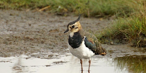 Imagem principal do evento Paul Green Wild Wire workshop - Lapwing (ECC2806)