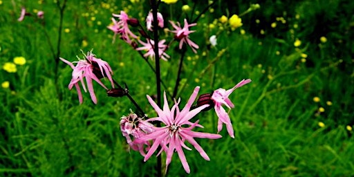 Imagem principal de Create a wild wetland walk in Lockleaze!