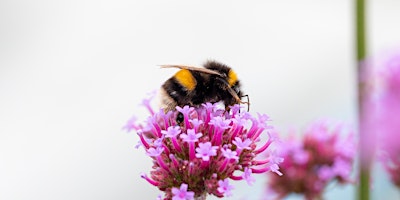 Hauptbild für Create your own wildlife patch  - Workshop