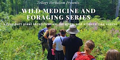 Wild Medicine and Foraging Series primary image