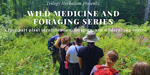 Imagem principal de Wild Medicine and Foraging Series