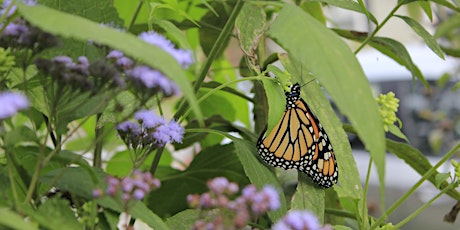 Habitat Advocate: Lepidoptera ID & Host Plants primary image