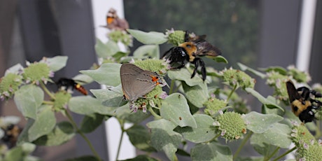 Imagem principal do evento Habitat Advocate: Powerhouse Native Plants for Wildlife