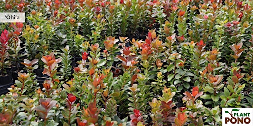 Primaire afbeelding van Pahoa  Native Planting Workshop at Mala La’au Hawai’i in Wa'a Wa'a