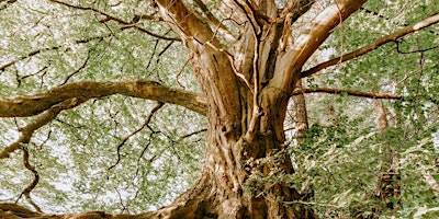 Hauptbild für Embracing the Role of the Wise Elder