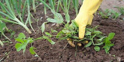 Image principale de Weed Control