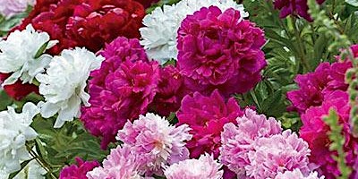 Peonies primary image