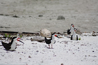 EVENT CANCELED Weeding and Trash Cleanup for the Birds at Tarpon Cove primary image