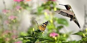 Imagem principal do evento Humming Bird and Butterfly Gardening (Promoting Pollinators)