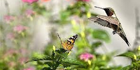 Humming Bird and Butterfly Gardening (Promoting Pollinators)