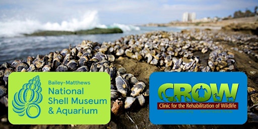 Primaire afbeelding van CROW Speaker Series: Carly Hulse on Enrichment with Mollusks