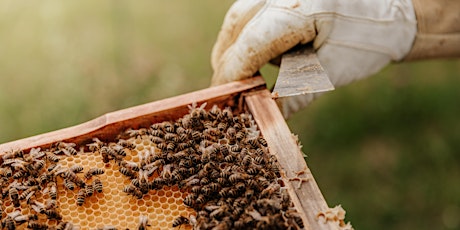 Intro to Bees and Beekeeping  primärbild