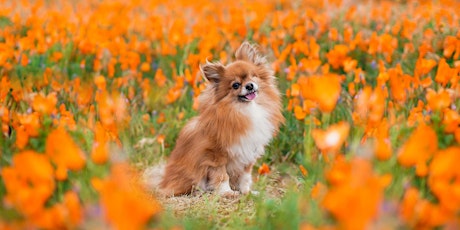 Image principale de Pets & Portraits in the Superbloom with Anabel DFlux