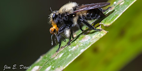 Primaire afbeelding van WISE  Nature Walks - Cypress Lakes Preserve