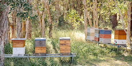 Beekeeping Basics - Pest and Disease Management primary image