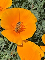 Imagem principal do evento Beekeeping Basics - Get ready for Spring