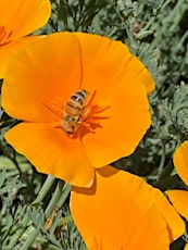 Imagen principal de Beekeeping Basics - Get ready for Spring