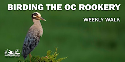 Imagem principal do evento Birding the Ocean City Rookery