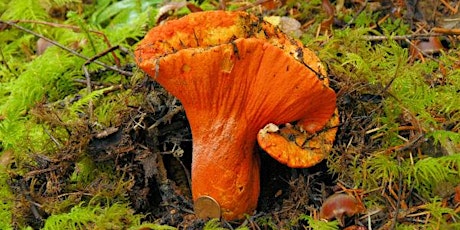 Oct 4 -  Introduction to Mushroom Foraging - Bracebridge