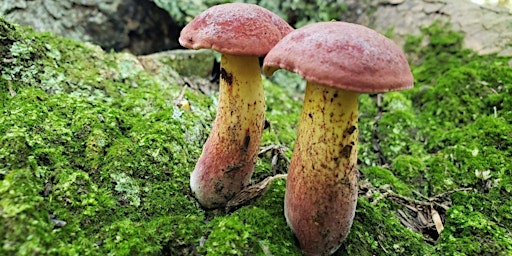 Hauptbild für Sept 29 - Intro to Mushroom Identification & Foraging - LOB