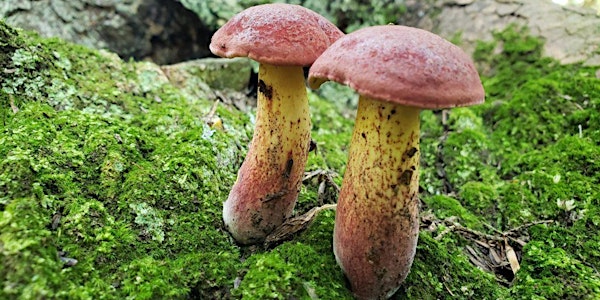 Sept 29 - Intro to Mushroom Identification & Foraging - LOB