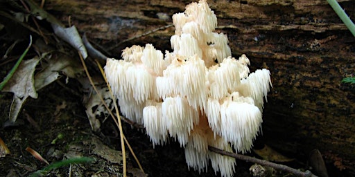 Sept 1 -  Intro to Mushroom Identification & Foraging - LOB primary image