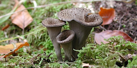 Summer Foraging - Lake of Bays