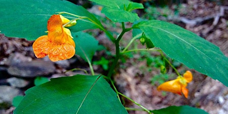 Late Spring Foraging - Huntsville primary image