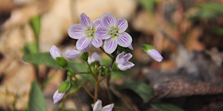 Imagen principal de Spring Ecology & Foraging - Lake of Bays