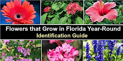 Florida Native Plants and Animals primary image