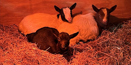 Baby goat cuddle sessions! primary image