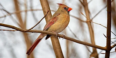 Imagem principal do evento Birding in Peace