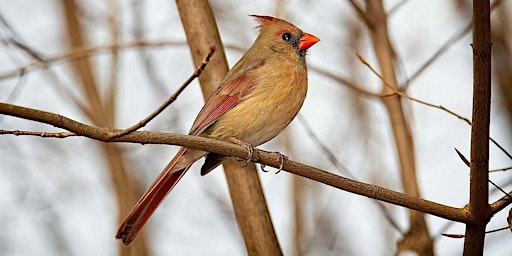 Imagem principal de Birding in Peace