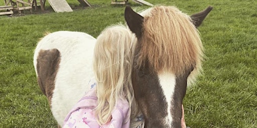 Hauptbild für Pony experience (non ridden)