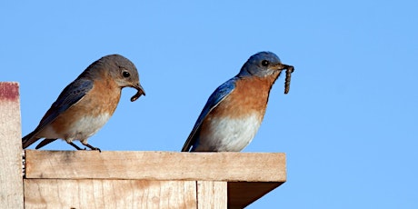 Blue Bird-ing primary image