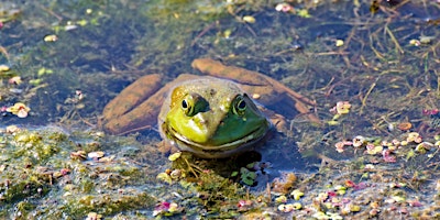 Immagine principale di Find That Frog 