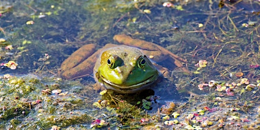 Hauptbild für Find That Frog