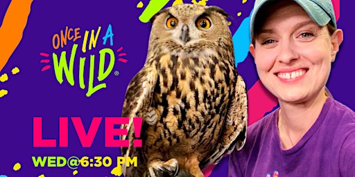 Once in a Wild - Animal Encounter Q & A - Livestream primary image