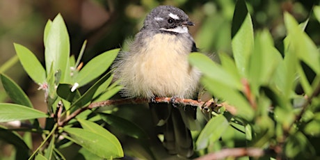 City Nature Challenge 2024 iNaturalist Training Webinar