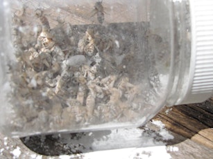 Northern Beaches Beekeepers Apiary Field Day - Varroa testing primary image