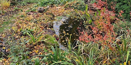 How to build an organic wildlife pond - Workshop