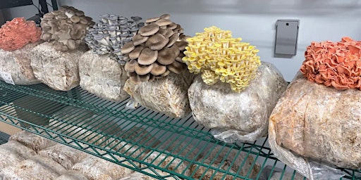 Imagem principal de Introduction to Growing Mushrooms at Home