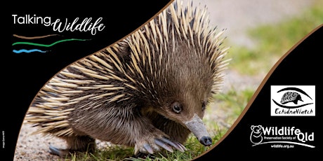 Echidna Walk & Talk  primärbild