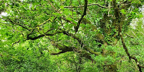Eoghan Daltun - An Irish Atlantic Rainforest and the Magic of Rewilding