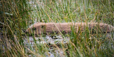 Beaver Enclosure Tour primary image