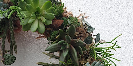 Living wreath making with succulents