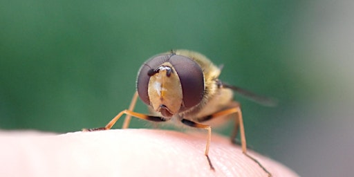 An Introduction to Irish Hoverflies primary image