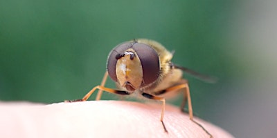 Imagem principal do evento An Introduction to Irish Hoverflies