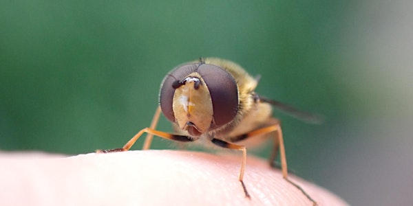 An Introduction to Irish Hoverflies