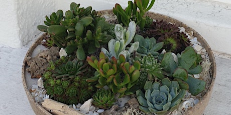 Open succulent terrarium